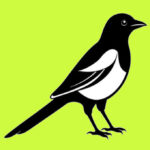 Play Latest Magpie